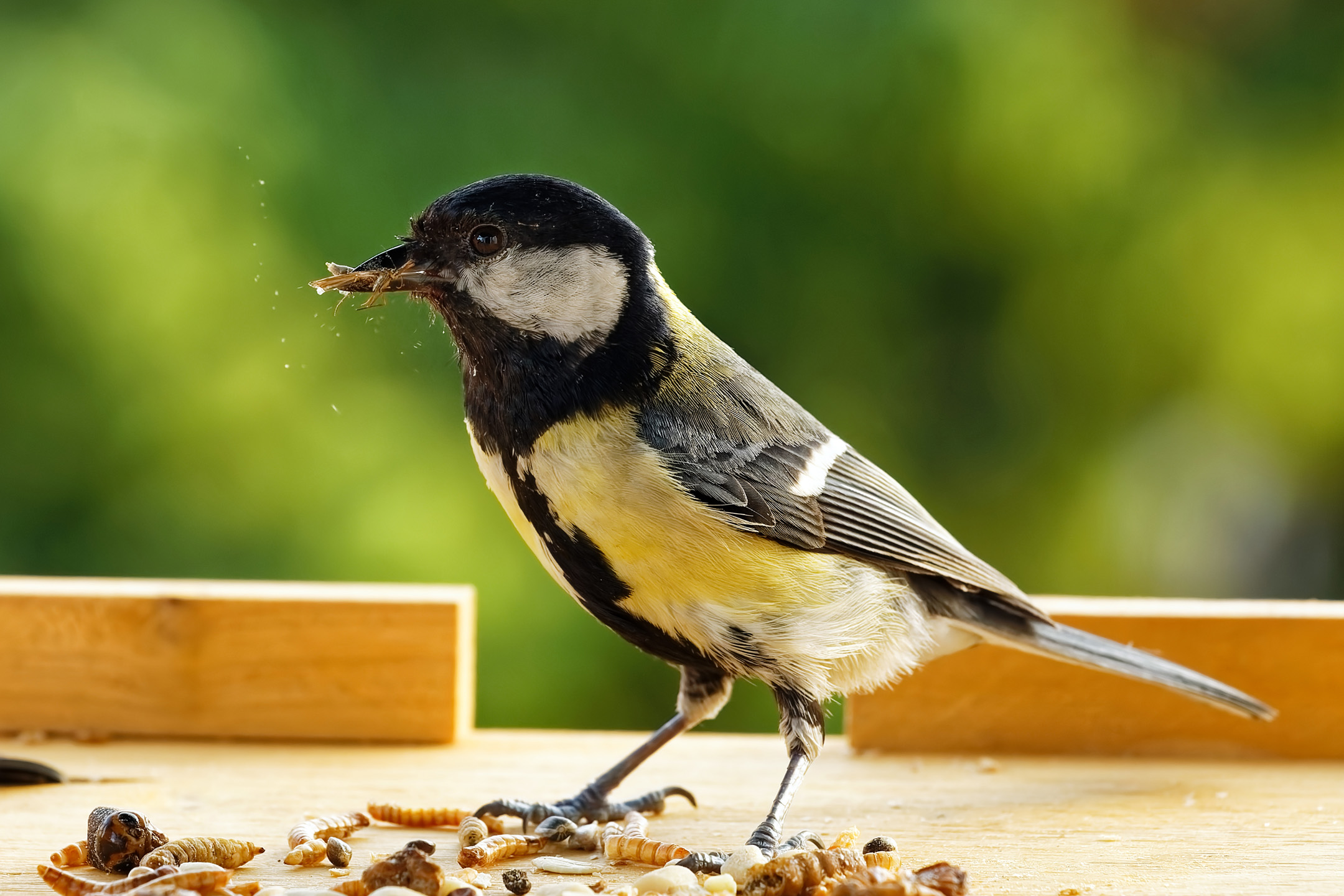Kohlmeise (Parus Major) mit Insektenfutter im Schnabel